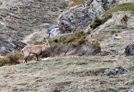 Refuge du Tourrond avec vue sur les bouquetins le 20 avril 2023, DSC_0196