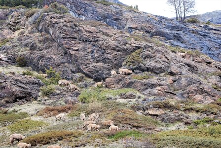 Refuge du Tourrond avec vue sur les bouquetins le 20 avril 2023, DSC_0214