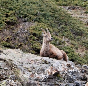 Refuge du Tourrond avec vue sur les bouquetins le 20 avril 2023, DSC_0218