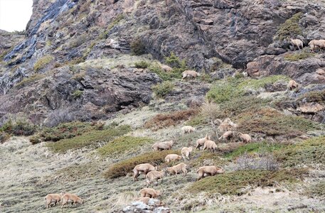 Refuge du Tourrond avec vue sur les bouquetins le 20 avril 2023, DSC_0221