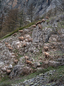bouquetins 08-05-23, sRVB-1068874