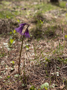 Maljasset bouquetins 16-05-23, sRVB-1069161
