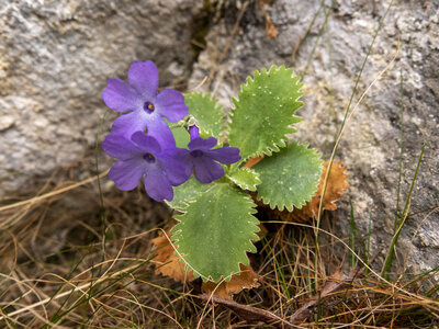 Maljasset bouquetins 16-05-23, sRVB-1069170
