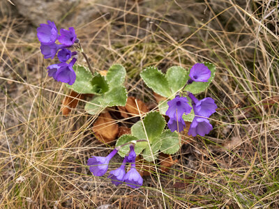 Maljasset bouquetins 16-05-23, sRVB-1069174