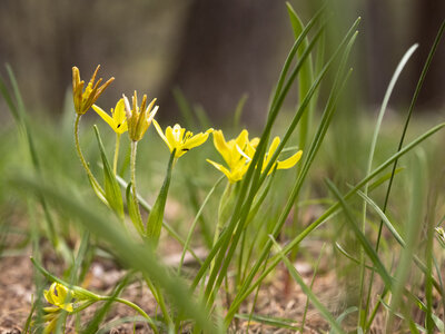 Maljasset bouquetins 16-05-23, sRVB-1069176