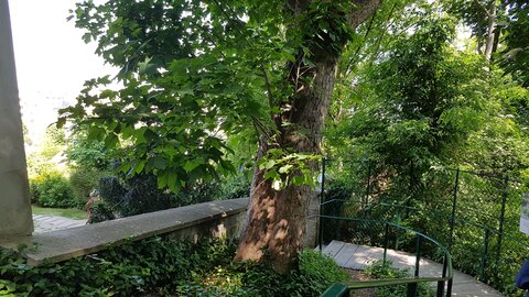 Jardins du musée de Montmartre et vigne, 20230528_114440