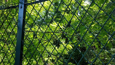 Jardins du musée de Montmartre et vigne, 20230528_114451