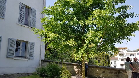 Jardins du musée de Montmartre et vigne, 20230528_114557