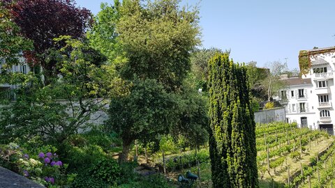 Jardins du musée de Montmartre et vigne, 20230528_114706