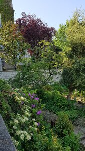 Jardins du musée de Montmartre et vigne, 20230528_114727