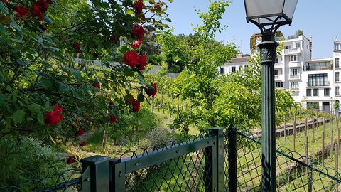 Jardins du musée de Montmartre et vigne, 20230528_120310