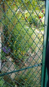 Jardins du musée de Montmartre et vigne, 20230528_120317