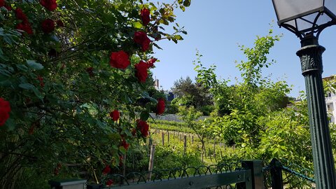 Jardins du musée de Montmartre et vigne, 20230528_120342