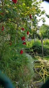 Jardins du musée de Montmartre et vigne, 20230528_120400