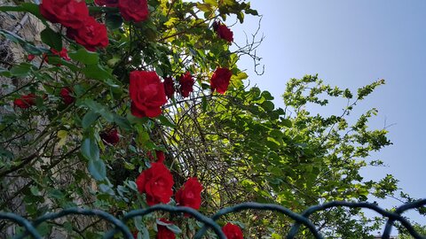 Jardins du musée de Montmartre et vigne, 20230528_120427
