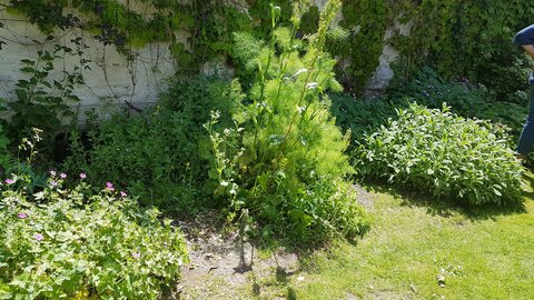 Jardins du musée de Montmartre et vigne, 20230528_121954