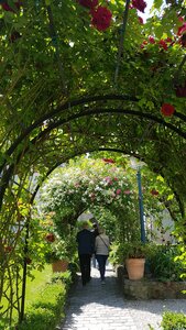 Jardins du musée de Montmartre et vigne, 20230528_122514