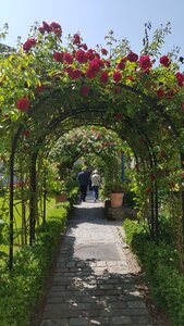 Jardins du musée de Montmartre et vigne, 20230528_122519