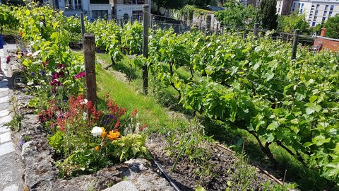 Jardins du musée de Montmartre et vigne, 20230529_161939