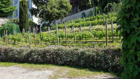 Jardins du musée de Montmartre et vigne, 20230529_161920