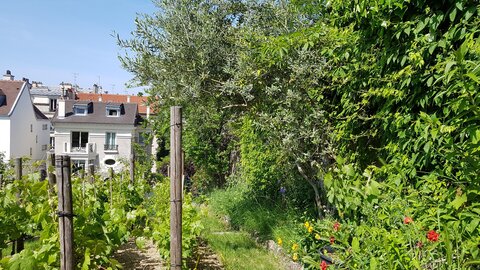 Jardins du musée de Montmartre et vigne, 20230529_155729