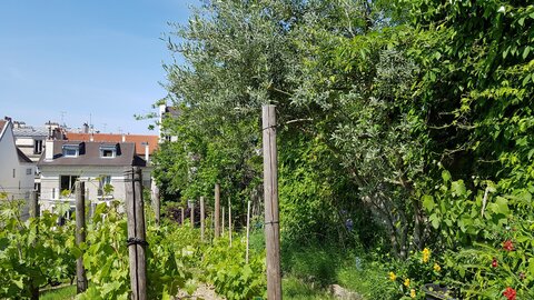 Jardins du musée de Montmartre et vigne, 20230529_155704