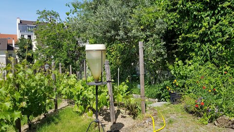 Jardins du musée de Montmartre et vigne, 20230529_155651