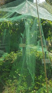 Jardins du musée de Montmartre et vigne, 20230529_154922