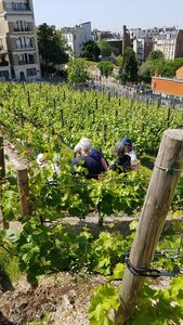 Jardins du musée de Montmartre et vigne, 20230529_154852