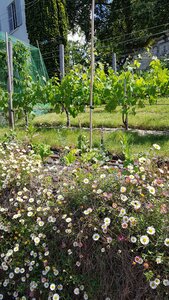 Jardins du musée de Montmartre et vigne, 20230529_154830
