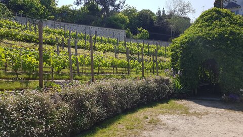Jardins du musée de Montmartre et vigne, 20230529_154823