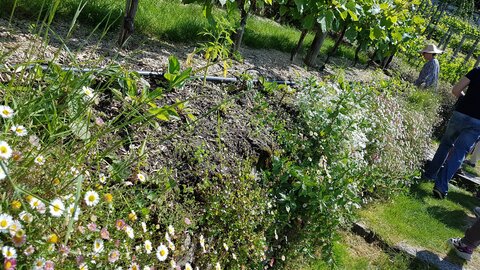 Jardins du musée de Montmartre et vigne, 20230529_154805
