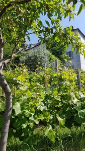 Jardins du musée de Montmartre et vigne, 20230529_154243