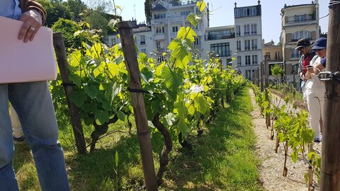 Jardins du musée de Montmartre et vigne, 20230529_154107