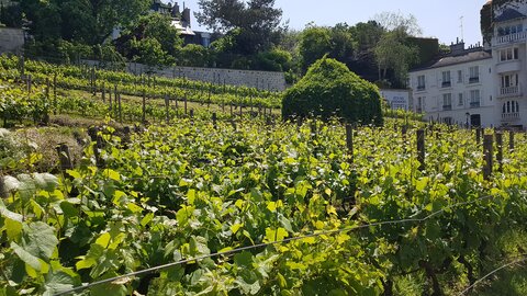 Jardins du musée de Montmartre et vigne, 20230529_153947