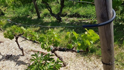 Jardins du musée de Montmartre et vigne, 20230529_153815