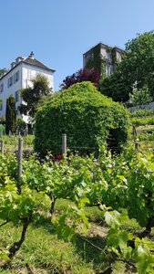 Jardins du musée de Montmartre et vigne, 20230529_153409