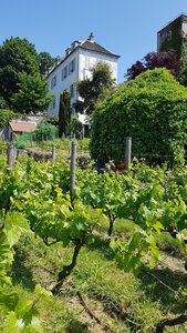 Jardins du musée de Montmartre et vigne, 20230529_153405