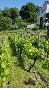 Jardins du musée de Montmartre et vigne, 20230529_153401