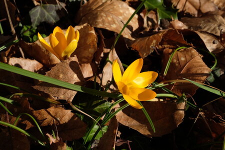 jeanPhilippePoulain, printemps