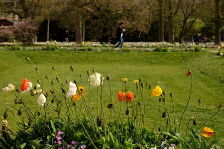 jeanPhilippePoulain, plantes