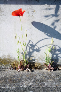 jeanPhilippePoulain, coquelicot