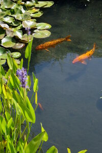 jeanPhilippePoulain, poissons