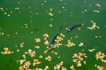 jeanPhilippePoulain, poissons