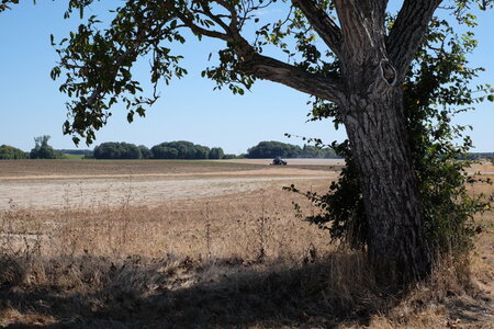 jeanPhilippePoulain, arbre