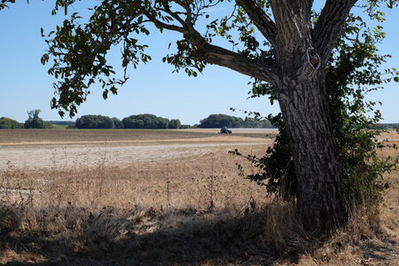 jeanPhilippePoulain, arbre