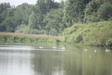2023-06-01 - Parc animalier à Villars-les-Dombes, Ain - Parc des Oiseaux, MS - 01-06-2023 09-38-42 5184x3456