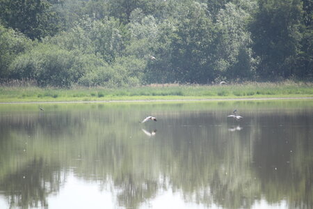 2023-06-01 - Parc animalier à Villars-les-Dombes, Ain - Parc des Oiseaux, MS - 01-06-2023 09-55-16 5184x3456
