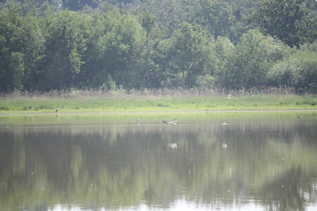 2023-06-01 - Parc animalier à Villars-les-Dombes, Ain - Parc des Oiseaux, MS - 01-06-2023 09-55-19 5184x3456