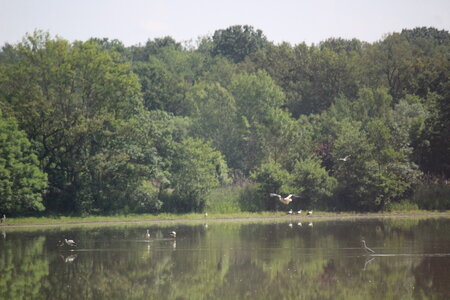 2023-06-01 - Parc animalier à Villars-les-Dombes, Ain - Parc des Oiseaux, MS - 01-06-2023 09-56-34 3950x2862